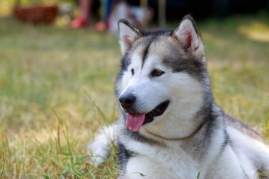 Köpek doğurmak Alaskan Malamute