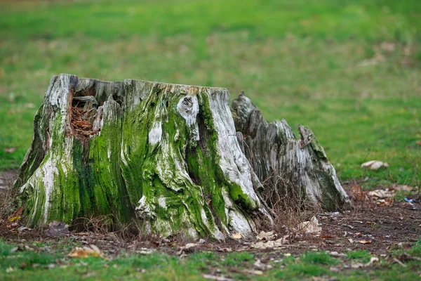 Velho tronco de árvore podre — Fotografia de Stock