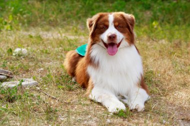 Nova scotia ördek av köpeği