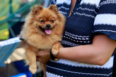 Köpek Pomeranya tükürüğü üretir