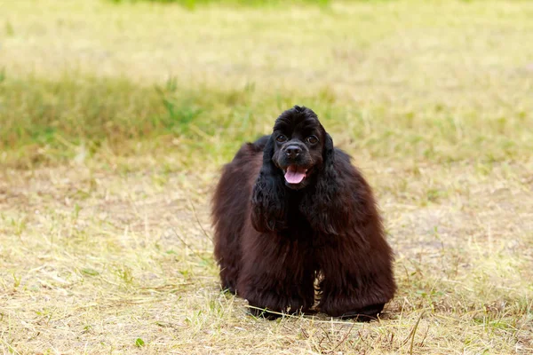 美国可卡犬的犬种 — 图库照片