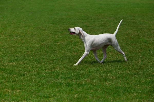 Portret van Billy dog — Stockfoto