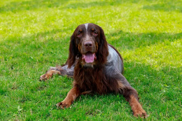 Cane razza inglese Setter — Foto Stock