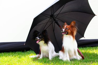 İki papillon köpek.