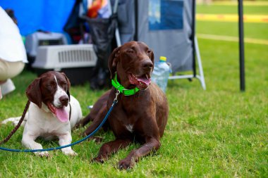 Köpek ırkı Alman Shorthaired Pointer