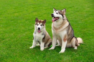 İki köpek Alaskan Malamute doğurmak