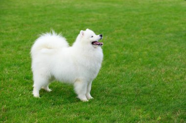 Köpek doğurmak Samoyed