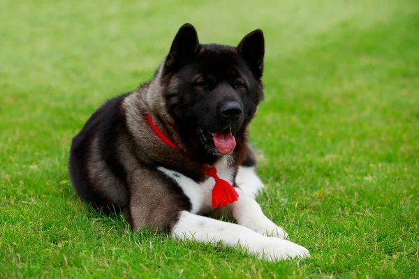 Pies rasy Akita amerykańska — Zdjęcie stockowe