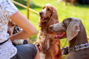 Weimaraner ve American cocker spaniel