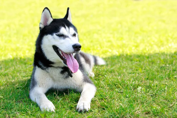 Raza de perro husky siberiano — Foto de Stock