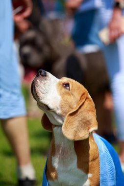 köpek doğurmak beagle