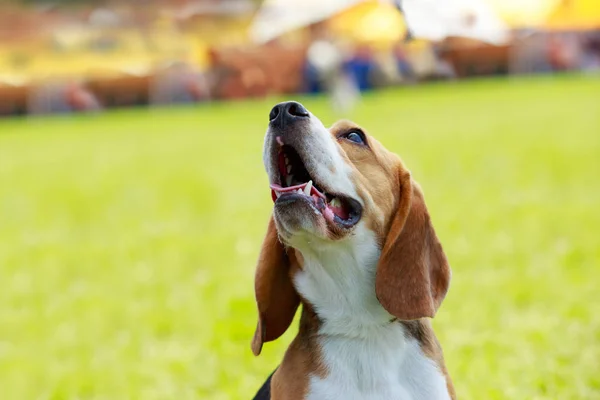 Raça cão beagle — Fotografia de Stock