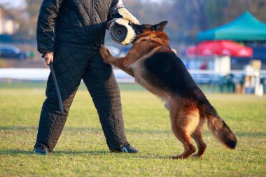Bir bekçi köpeği eğitim