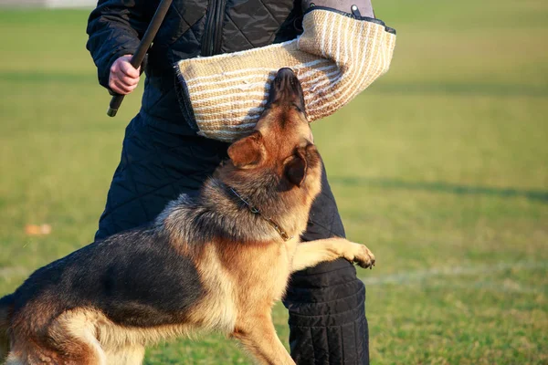 Entrenar a un perro guardián — Foto de Stock