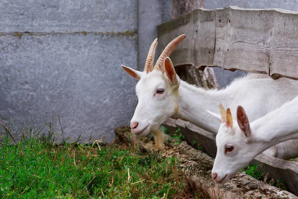 Goats on the farm — Stock Photo, Image