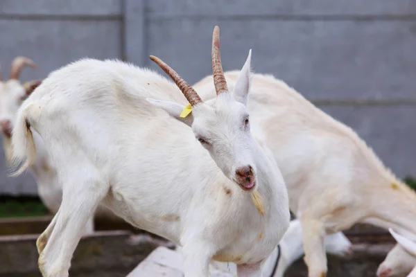 Portrait of goat — Stock Photo, Image