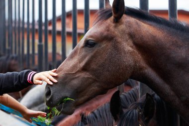 Bir atın kafasını elle okşamak.