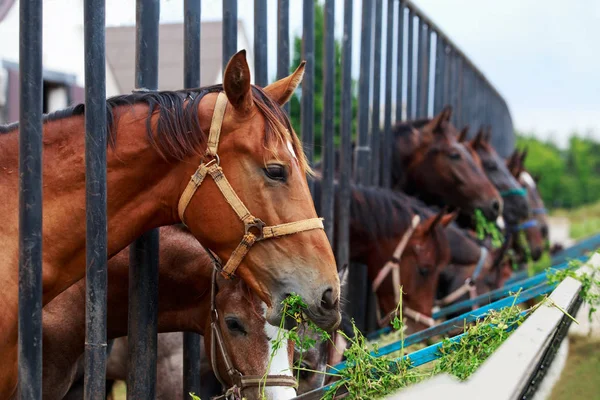 Caballos en la granja — Foto de Stock