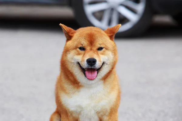 Pies rasy Shiba Inu — Zdjęcie stockowe