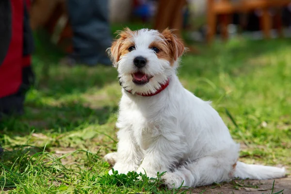 Perro crianza jack russell terrier —  Fotos de Stock