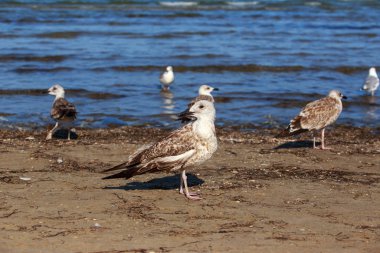 Güzel, genç martı.