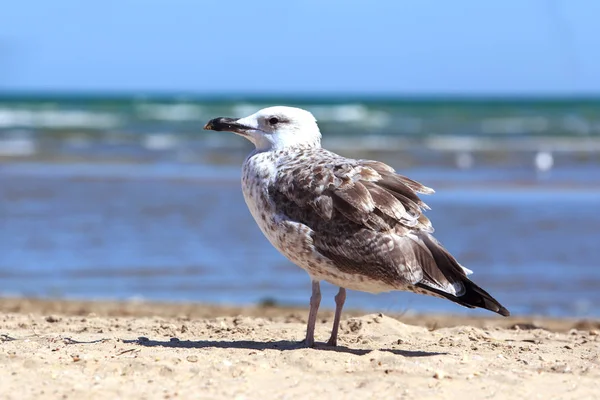 Lindo jovem gaivota — Fotografia de Stock