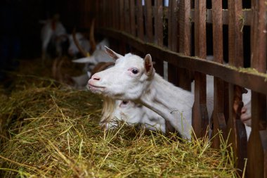 Çiftlikteki keçiler