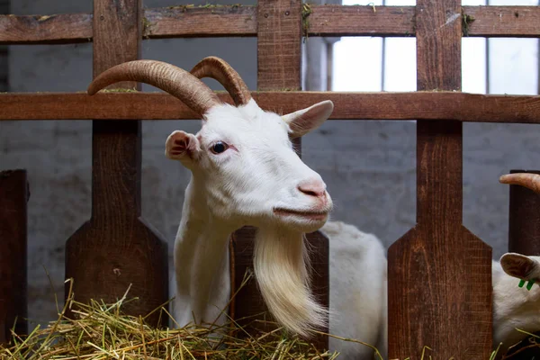 Portrait of goat — Stock Photo, Image