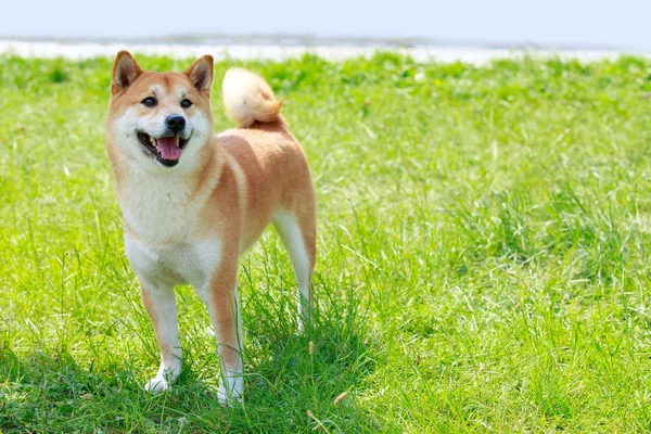 Köpek ırkı Shiba inu — Stok fotoğraf