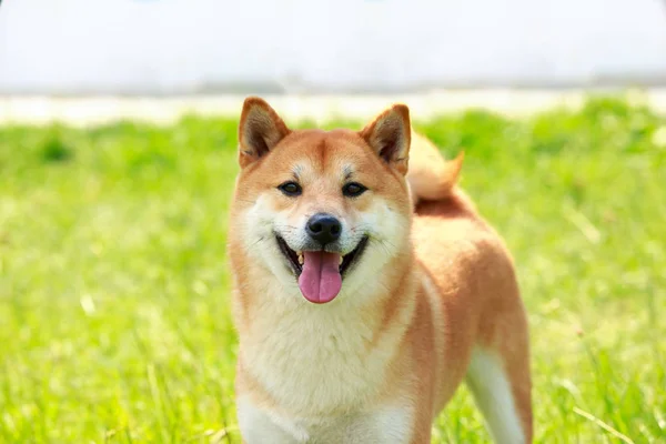 A raça de cão Shiba inu — Fotografia de Stock