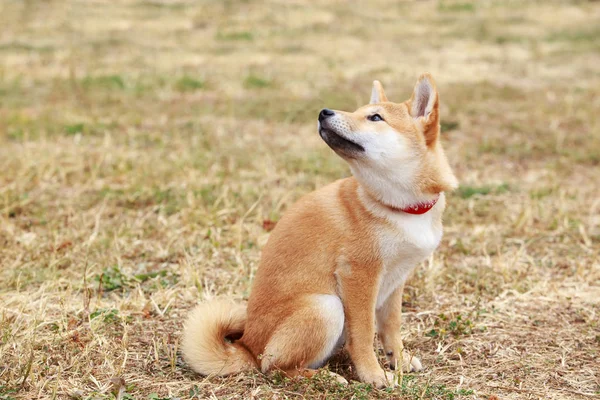 Raça filhote de cachorro Shiba Inu — Fotografia de Stock