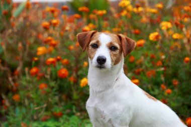 Köpek yetiştiricisi Jack Russell Terrier.