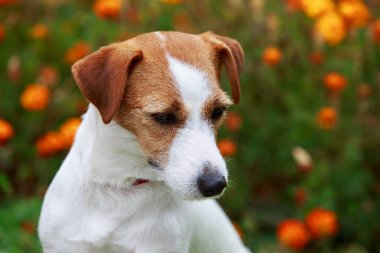 Köpek yetiştiricisi Jack Russell Terrier.