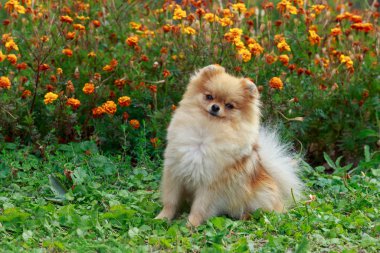 köpek doğurmak pomeranian spitz