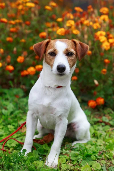 Köpek yetiştiricisi Jack Russell Terrier.