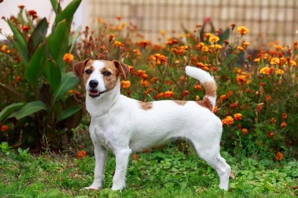 Köpek yetiştiricisi Jack Russell Terrier.