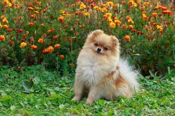 köpek doğurmak pomeranian spitz