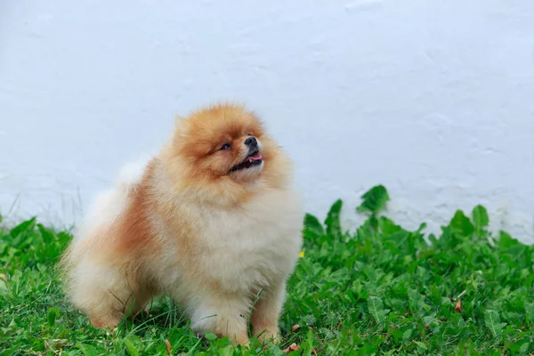 El perro crianza pomeranian spitz —  Fotos de Stock