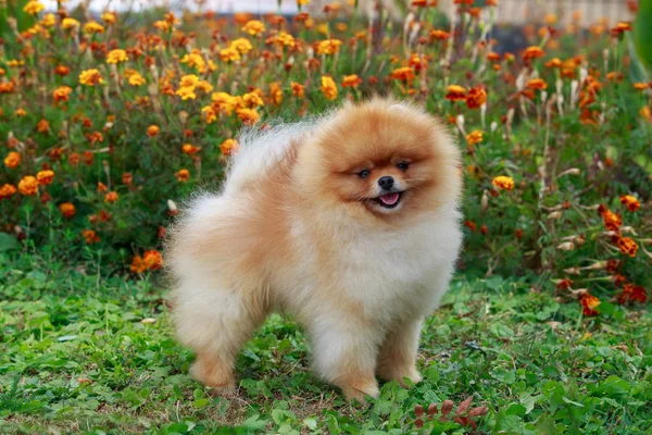 köpek doğurmak pomeranian spitz