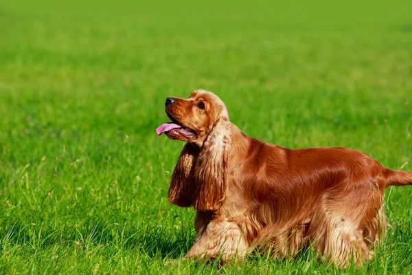 Chien de race cocker anglais épagneul — Photo