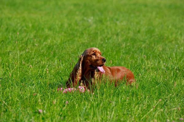 Dog breed english cocker spaniel — Stock Photo, Image