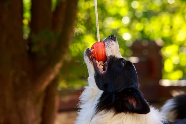 边境牧羊犬的犬种 — 图库照片