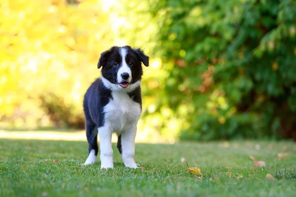 犬種ボーダーコリー — ストック写真