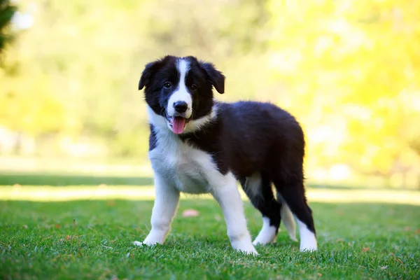 Raça cão fronteira collie — Fotografia de Stock