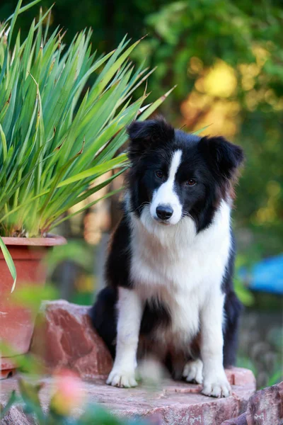 Dog breed Border Collie — Stock Photo, Image