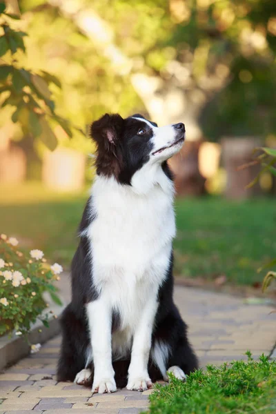 Raça cão fronteira collie — Fotografia de Stock