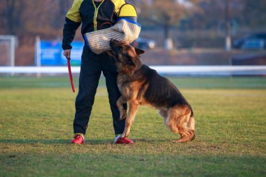 Bir bekçi köpeği eğitim