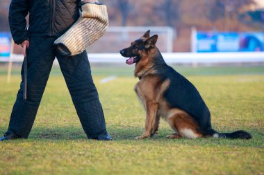 Bir bekçi köpeği eğitim