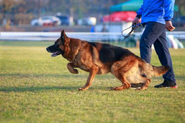 Alman çoban köpeği.