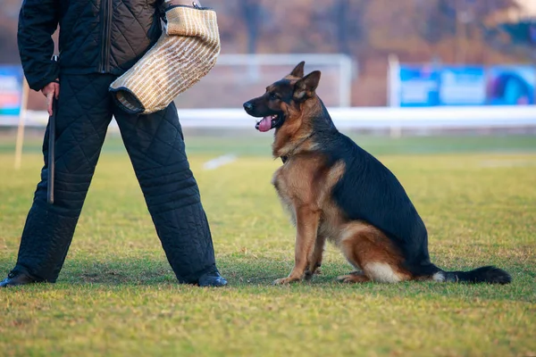 Training a guard dog — Stock Photo, Image